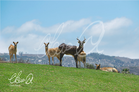 San Diego Safari Park - Chris Aldous 1