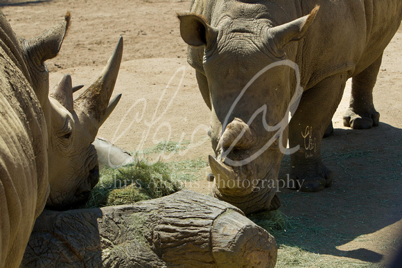 San Diego Safari Park - Chris Aldous Photography -Rhino 1
